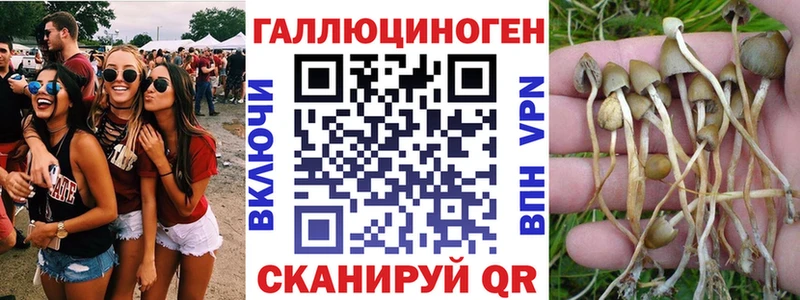 Купить  Томмот  Псилоцибиновые грибы GOLDEN TEACHER 